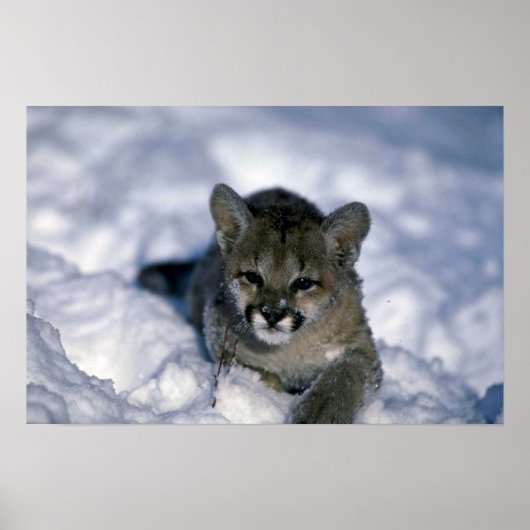 Kok met een sneeuwkraag poster (Voorkant)