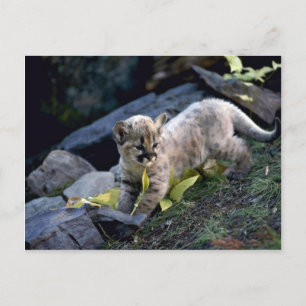 Kok van zes weken oud briefkaart