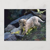 Kok van zes weken oud briefkaart (Voorkant)