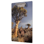 Kokerbomen (Aloe Dichotoma) Klembord (Links)