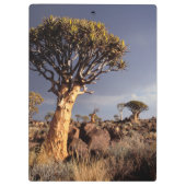 Kokerbomen (Aloe Dichotoma) Klembord (Achterkant)