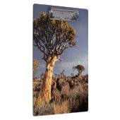 Kokerbomen (Aloe Dichotoma) Klembord (Rechts)