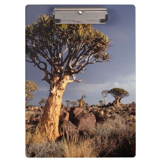 Kokerbomen (Aloe Dichotoma) Klembord (Voorkant)