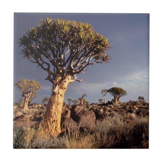 Kokerbomen (Aloe Dichotoma) Tegeltje (Voorkant)