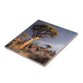 Kokerbomen (Aloe Dichotoma) Tegeltje (Zijkant)