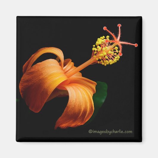 Kokio Native Hawaiaanse Hibiscus Bloem Magneet (Voorkant)