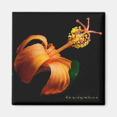 Kokio Native Hawaiian Hibiscus Flower Magnet (Voorkant)