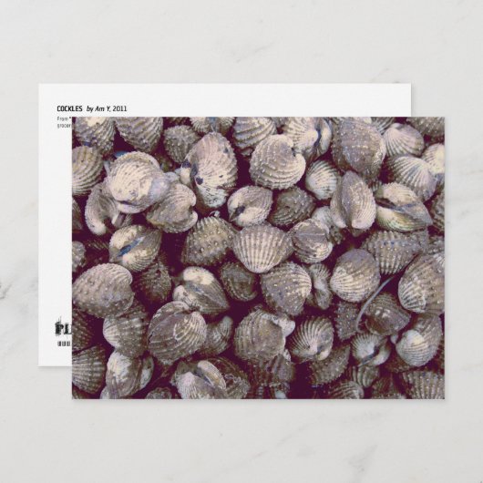 kokkels briefkaart (Voorkant / Achterkant)