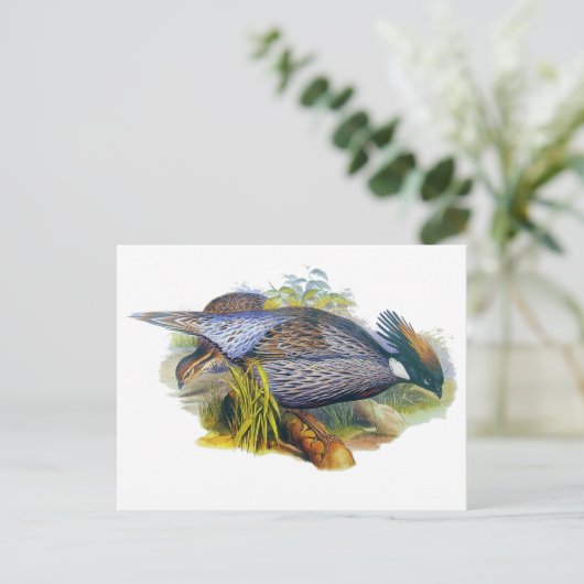 Koklass Pheasant Briefkaart (Staand voorkant)