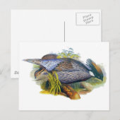 Koklass Pheasant Briefkaart (Voorkant / Achterkant)