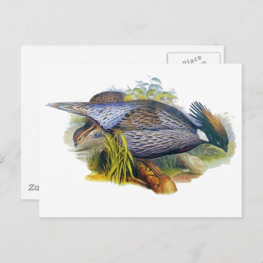 Koklass Pheasant Briefkaart (Voorkant / Achterkant)