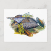 Koklass Pheasant Briefkaart (Voorkant)