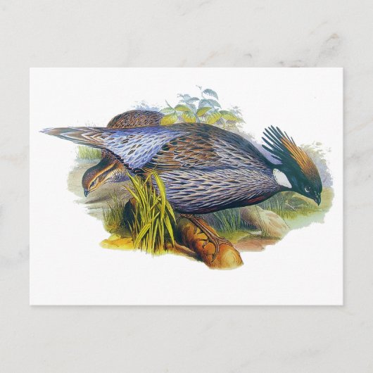 Koklass Pheasant Briefkaart (Voorkant)