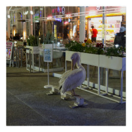 Koko de pelikaan bij Paphos Harbour, Cyprus Perfect Poster