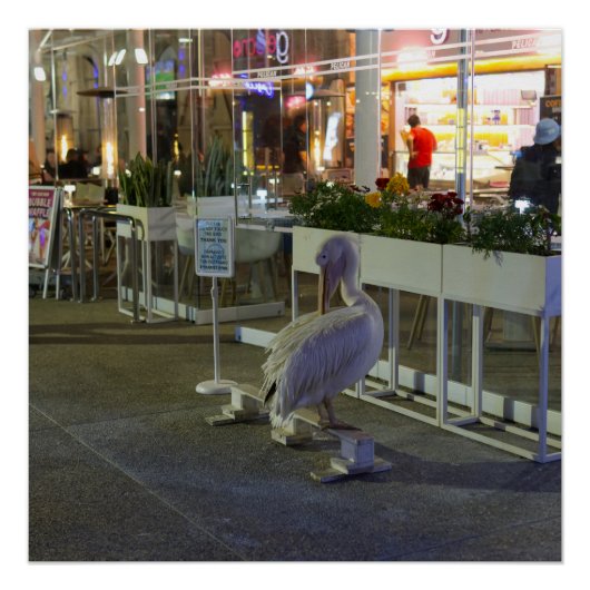 Koko de pelikaan bij Paphos Harbour, Cyprus Perfect Poster (Voorkant)