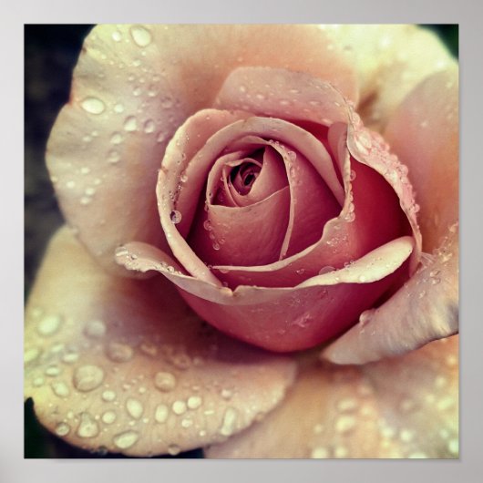 Koko Loco Roos Flower Poster (Voorkant)