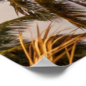 Kokosbomen onder bewolkte hemel in de ochtend poster (Hoek)