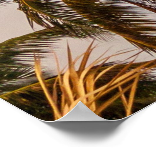 Kokosbomen onder bewolkte hemel in de ochtend poster (Hoek)