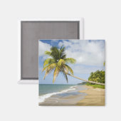 Kokoskever in de Cades Bay, met St. 2 Magneet (Voorkant / Achterkant)