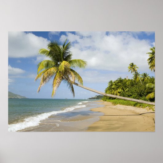 Kokoskever in de Cades Bay, met St. 2 Poster (Voorkant)