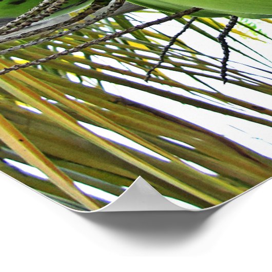 Kokosnoot Poster (Hoek)