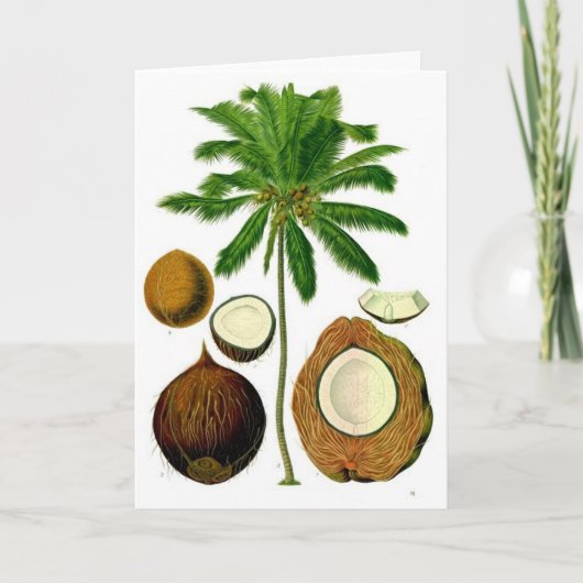 Kokosnootboom Botanische Illustratie Kaart (Voorkant)