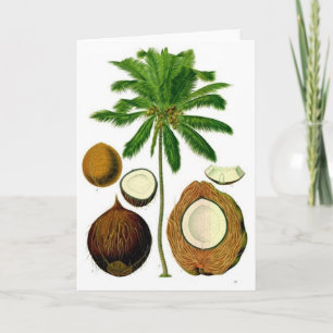 Kokosnootboom Botanische Illustratie Kaart