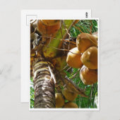 Kokosnoten groeien in kokokospalm briefkaart (Voorkant / Achterkant)