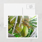 Kokosnoten op Palmtree Briefkaart (Voorkant / Achterkant)
