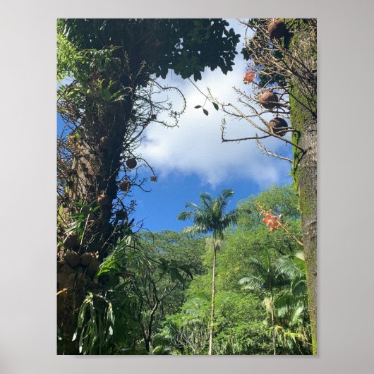Kokospalm Poster (Voorkant)