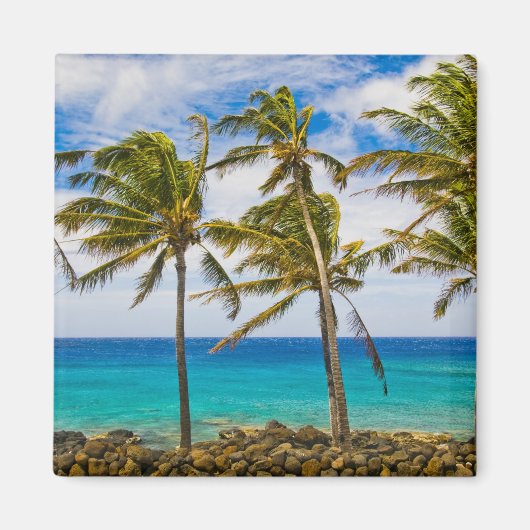 Kokospalmbomen (Cocos nucifera) die in Magneet (Voorkant)