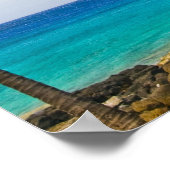 Kokospalmbomen (Cocos nucifera) die in Poster (Hoek)