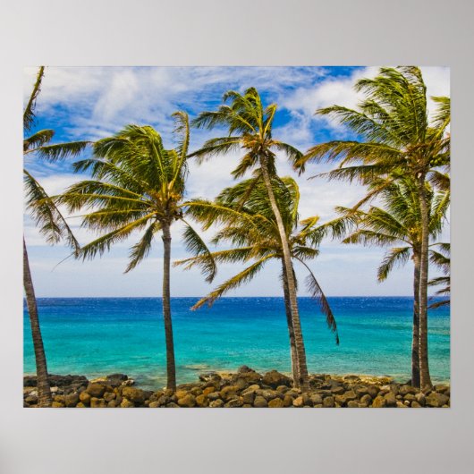 Kokospalmbomen (Cocos nucifera) die in Poster (Voorkant)