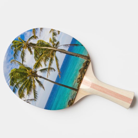 Kokospalmbomen (Cocos nucifera) die in Tafeltennisbatje (Zijkant)