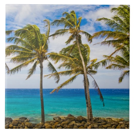 Kokospalmbomen (Cocos nucifera) die in Tegeltje (Voorkant)