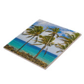 Kokospalmbomen (Cocos nucifera) die in Tegeltje (Zijkant)