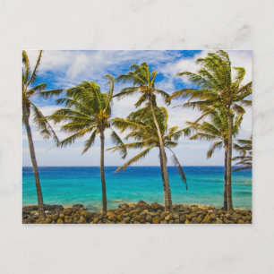 Kokospalmbomen (Cocos nucifera) wiegen in Briefkaart