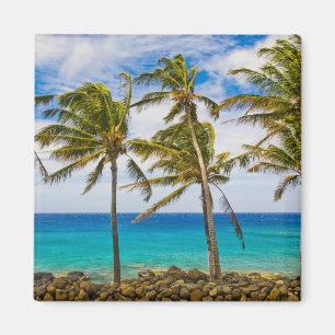 Kokospalmbomen (Cocos nucifera) wiegen in Magneet