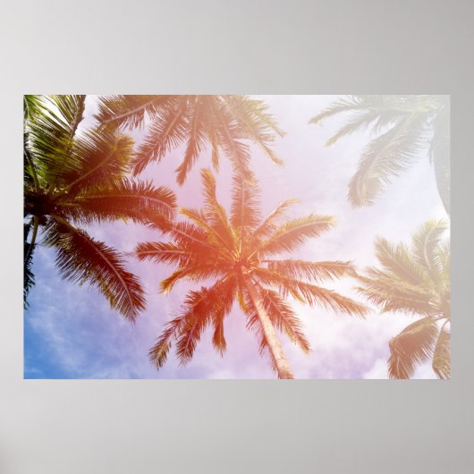 Kokospalmboom met zonlicht poster (Voorkant)