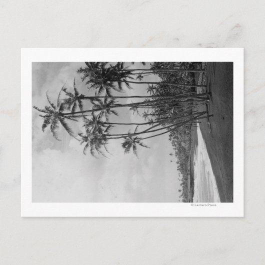 Kokospalmen - Fotografie op de Hawaiiaanse eilande Briefkaart (Voorkant)