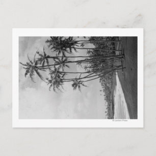 Kokospalmen - Fotografie op de Hawaiiaanse eilande Briefkaart