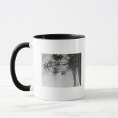 Kokospalmen - Fotografie op de Hawaiiaanse eilande Mok (Links)