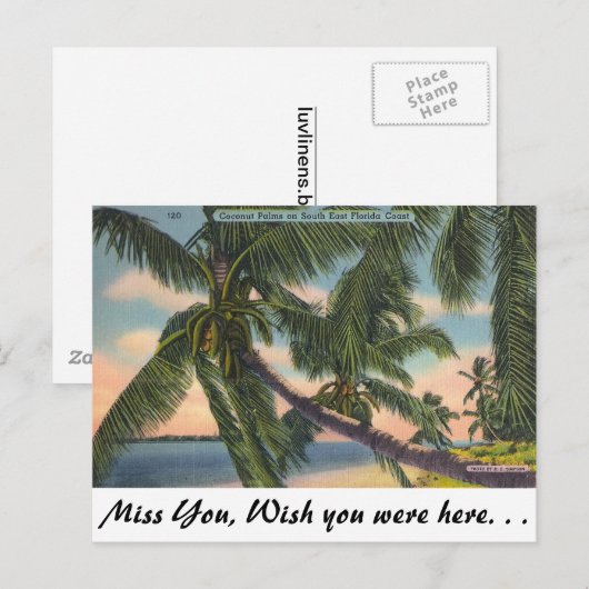 Kokospalmen op de Kust van Florida van het Briefkaart (Voorkant / Achterkant)