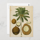  KokospalmreisBriefkaart Briefkaart (Voorkant / Achterkant)