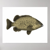 kolengrunter poster (Voorkant)
