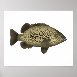kolengrunter poster