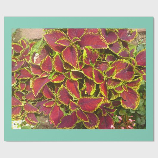 Koleus Flower Patch Wrapping Paper Cadeaupapier (Vlak)