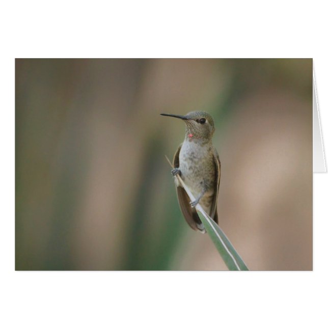  kolibrie (Voorkant Horizontaal)