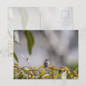 Kolibrie 3346 briefkaart (Voorkant / Achterkant)