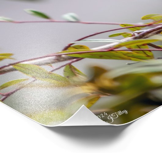 Kolibrie 3346 foto afdruk (Hoek)